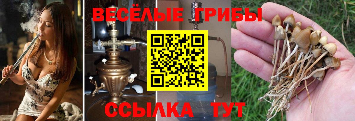 Псилоцибиновые грибы Psilocybine cubensis  Вход с VPN  Благодарный  Галлюциногенные грибы Psilocybe 